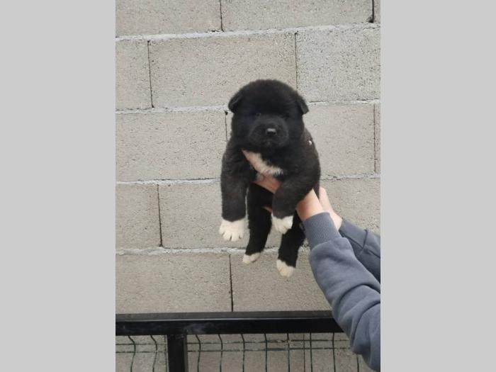 americka akita štenci besplatni mali oglasi