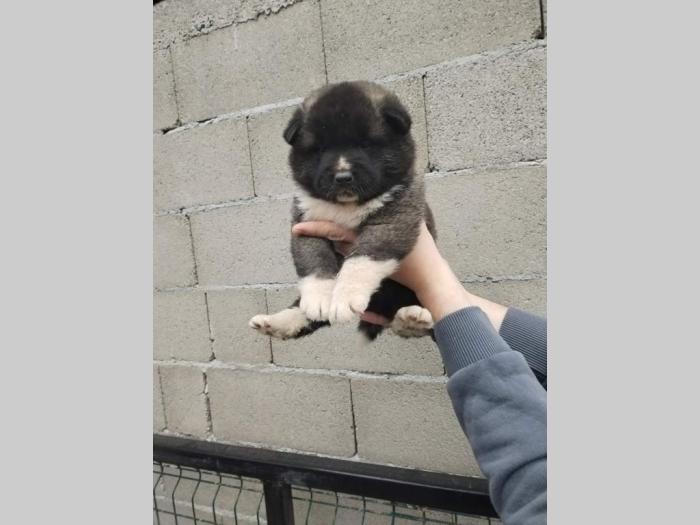 americka akita štenci besplatni mali oglasi