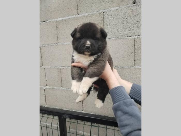 americka akita štenci besplatni mali oglasi