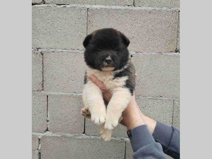 americka akita štenci besplatni mali oglasi
