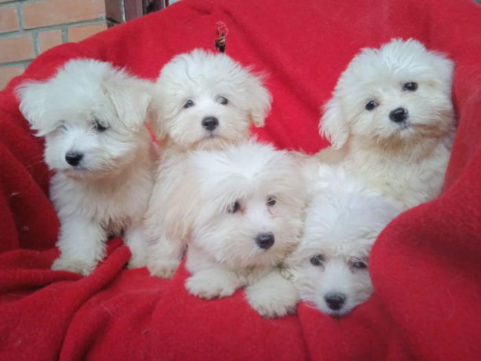 štenci coton de tulear (tulearski pas) besplatni mali oglasi
