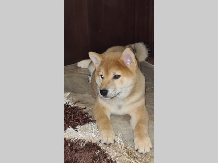 top šiba inu štenci besplatni mali oglasi
