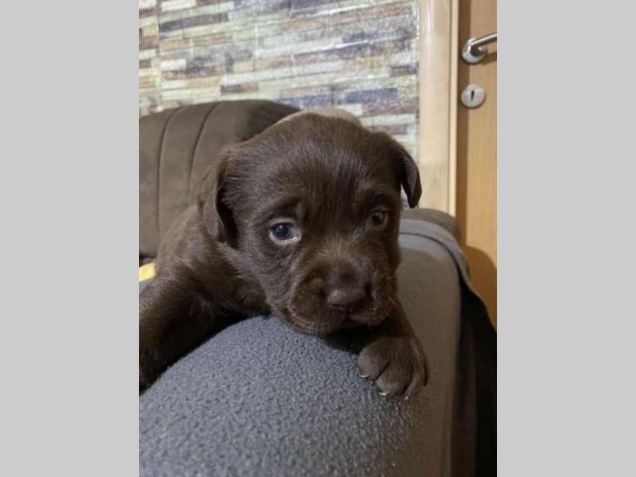 labrador retriver štenci besplatni mali oglasi