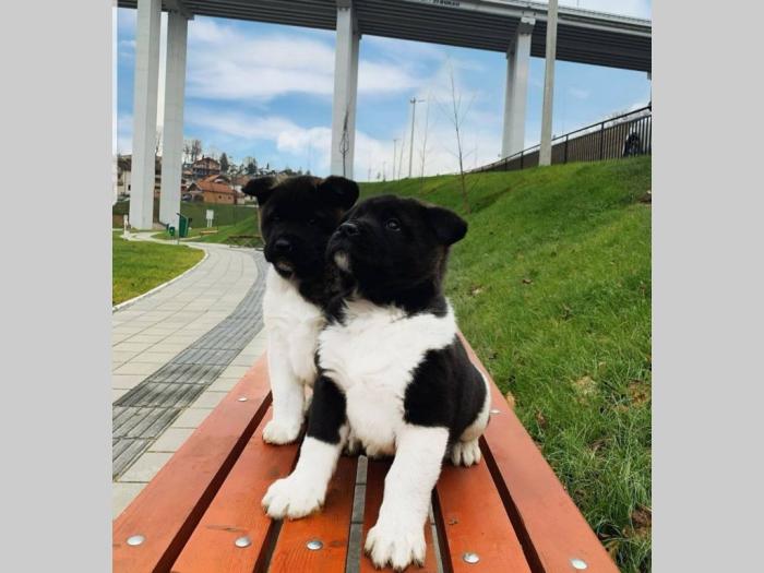 top top američka akita štenci besplatni mali oglasi