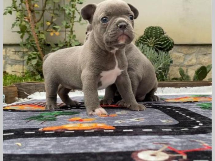 francuski buldog exotic besplatni mali oglasi
