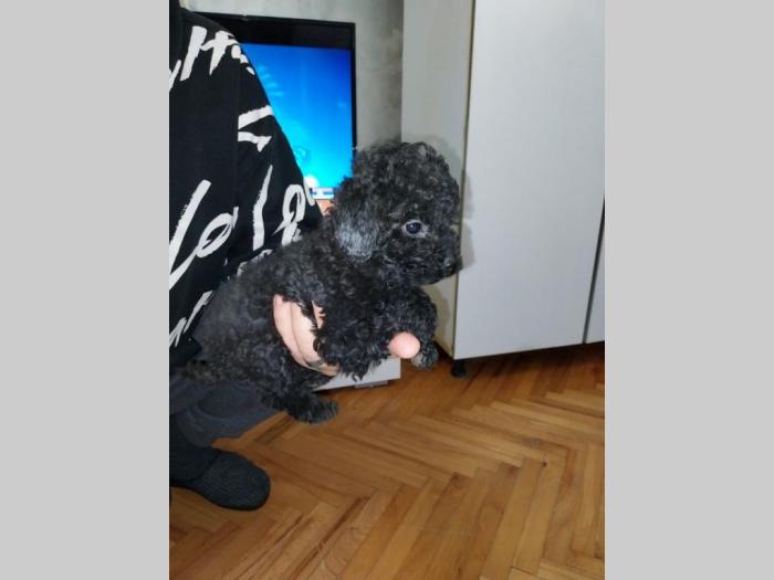 patuljasta pudla besplatni mali oglasi