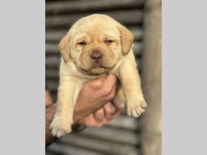 u ponudi štenci labrador retrivera besplatni mali oglasi