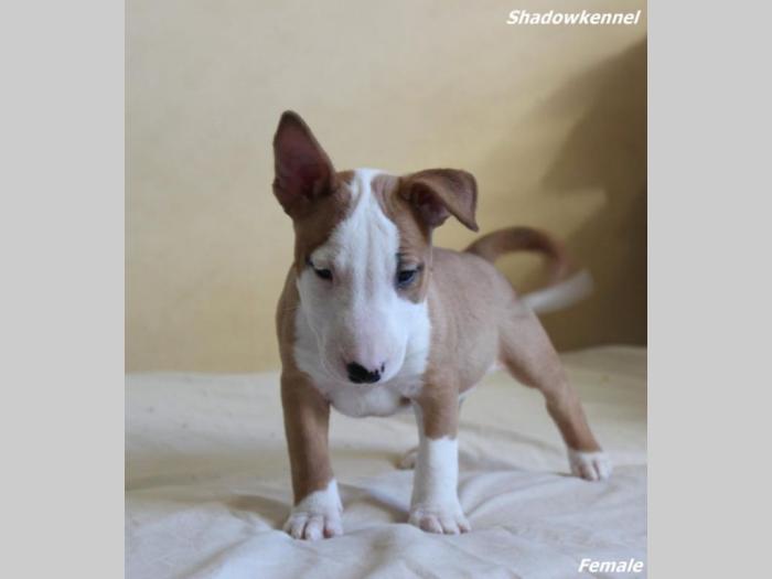 mini bull terijer štenci besplatni mali oglasi