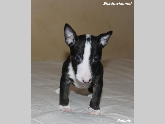 mini bull terijer štenci besplatni mali oglasi