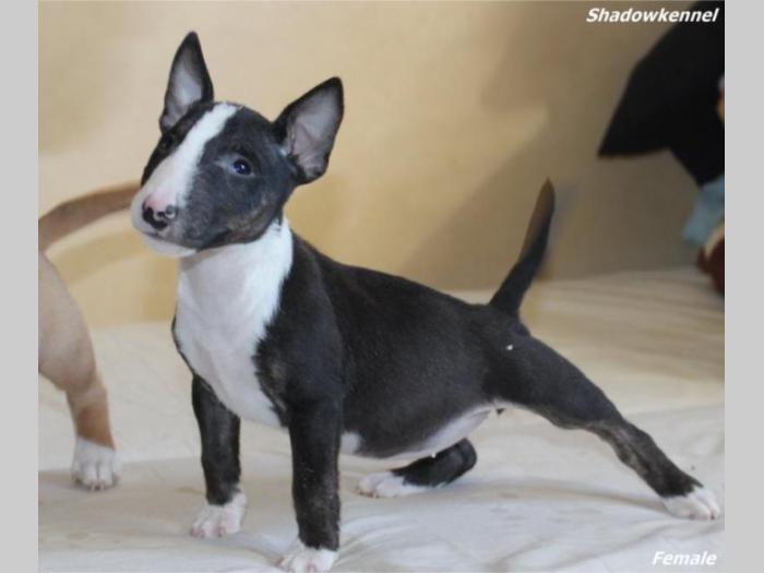 mini bull terijer štenci besplatni mali oglasi