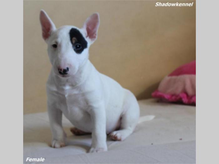 mini bull terijer štenci besplatni mali oglasi