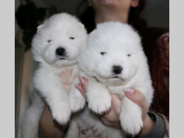 samojed štenci besplatni mali oglasi