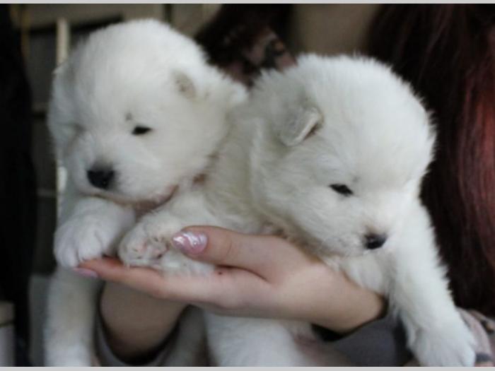 samojed štenci besplatni mali oglasi