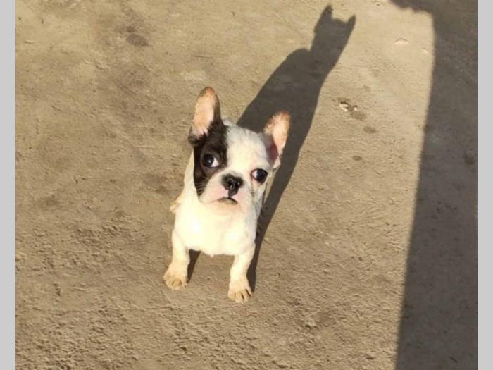 francuski buldog štenci stari četiri meseca besplatni mali oglasi