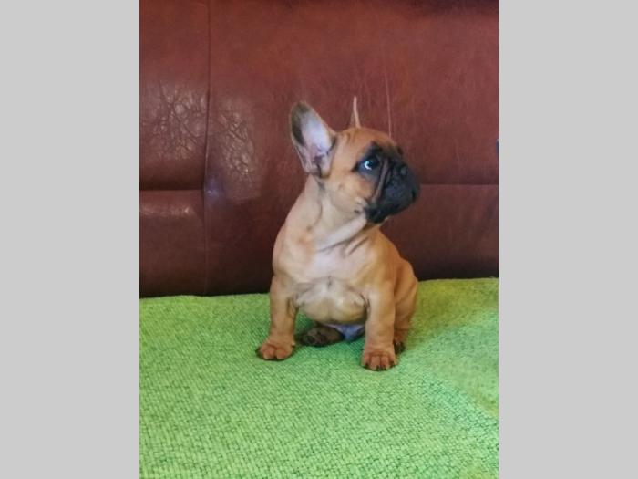 francuski buldog štenci besplatni mali oglasi