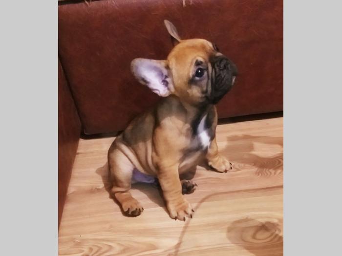 francuski buldog štenci besplatni mali oglasi