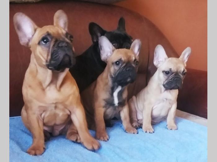 francuski buldog štenci besplatni mali oglasi