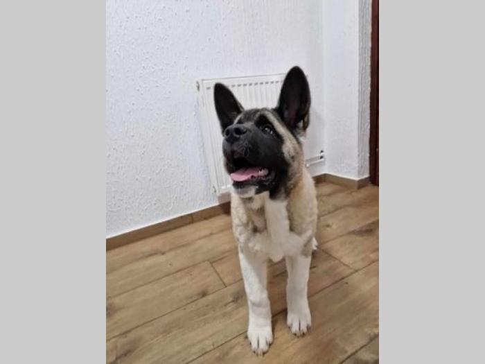 američka akita štenci besplatni mali oglasi