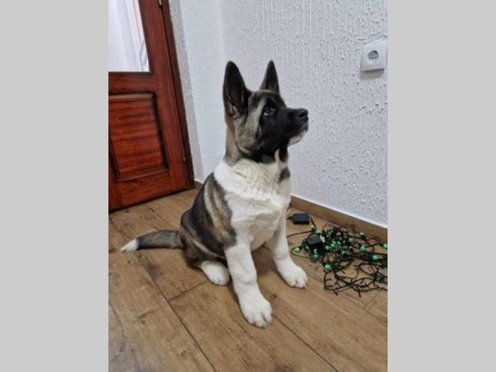 američka akita štenci besplatni mali oglasi