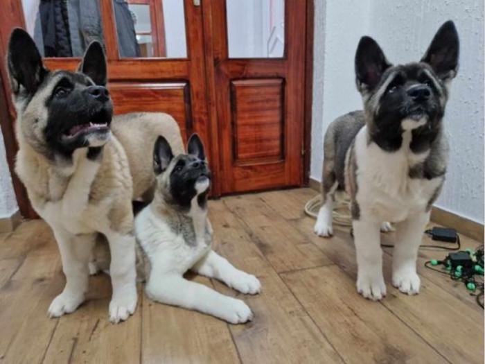 američka akita štenci besplatni mali oglasi