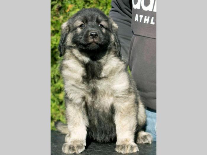 šarplaninac štenci besplatni mali oglasi