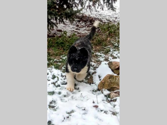 američka akita štenci besplatni mali oglasi