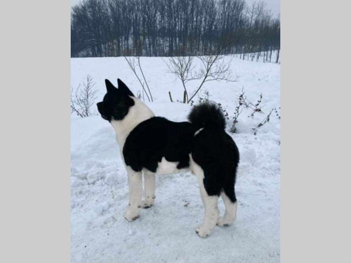 američka akita štenci besplatni mali oglasi
