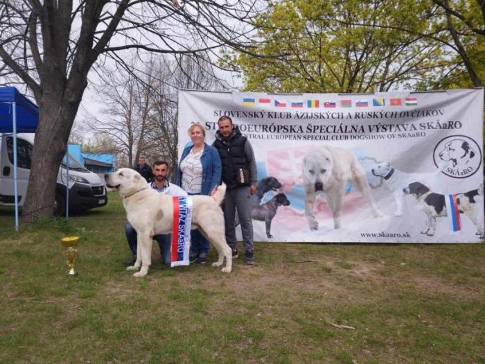 srednjeazijski ovčar vrhunski šrenci besplatni mali oglasi