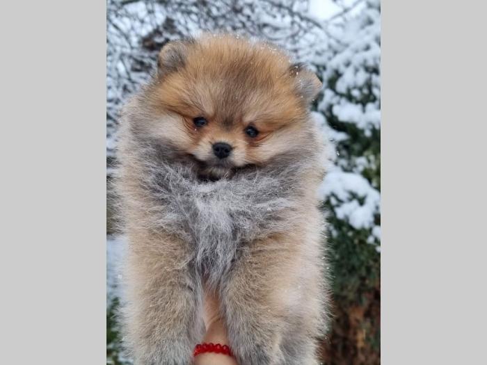 pomeranci štenci pomeranac boo besplatni mali oglasi