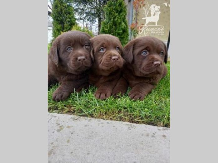 labrador retriver štenci besplatni mali oglasi