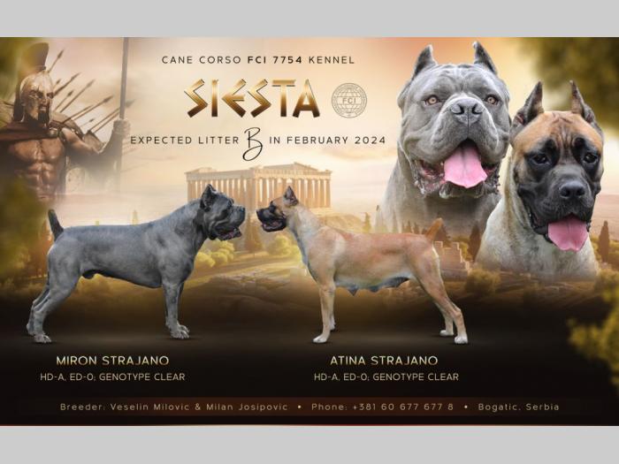 cane corso kane korso besplatni mali oglasi