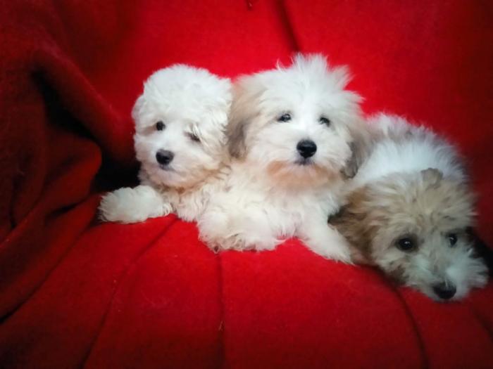 coton de tulear (tulearski pas) štenci besplatni mali oglasi