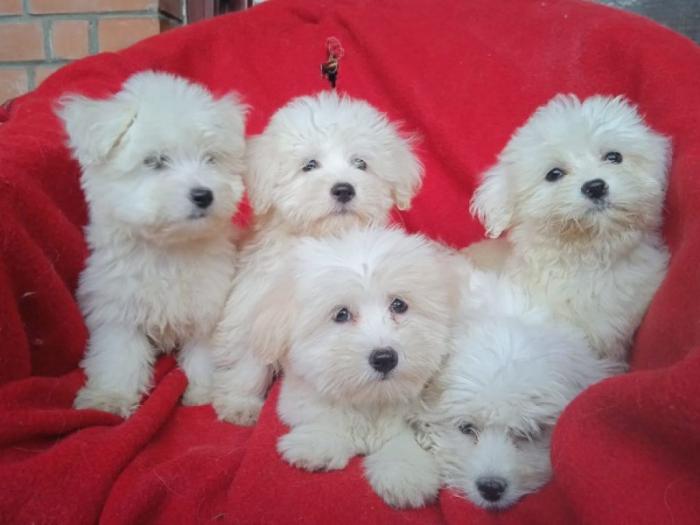 coton de tulear (tulearski pas) štenci besplatni mali oglasi