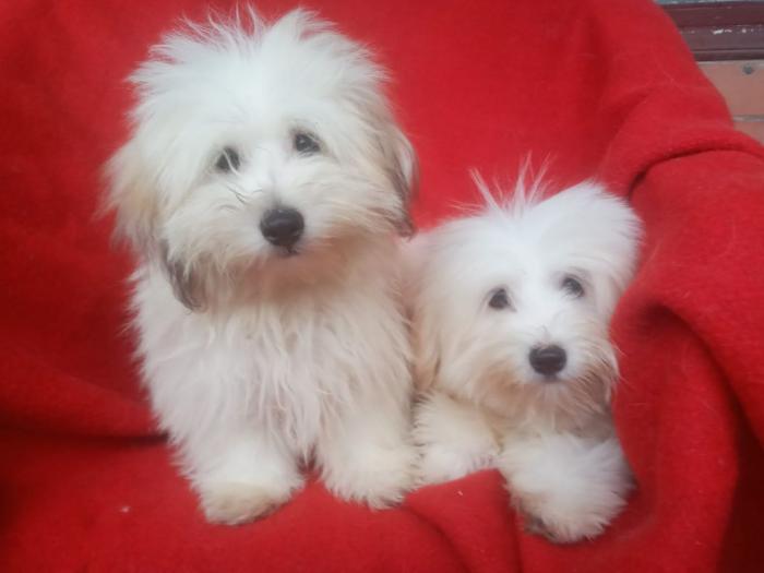 coton de tulear (tulearski pas) štenci besplatni mali oglasi