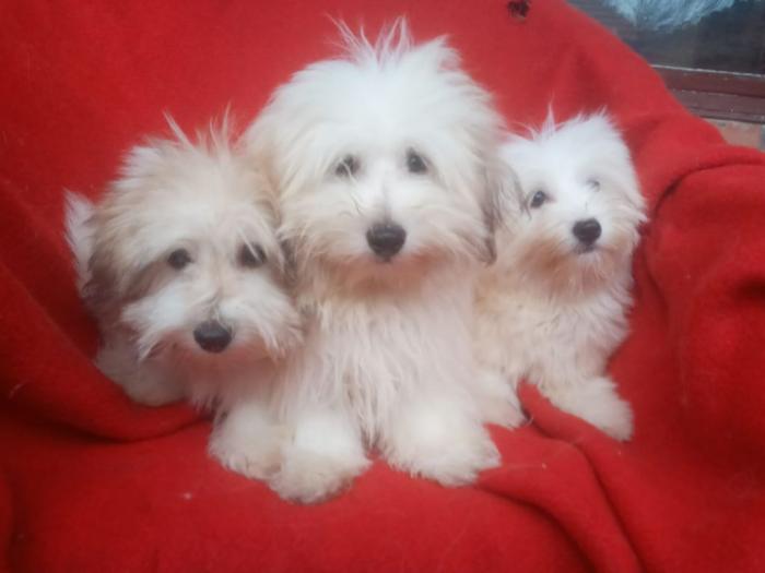 coton de tulear (tulearski pas) štenci besplatni mali oglasi