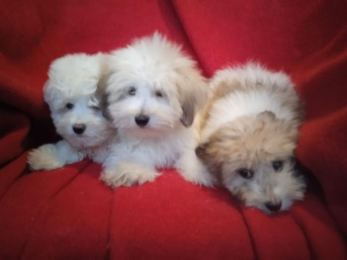 coton de tulear (tulearski pas) štenci besplatni mali oglasi