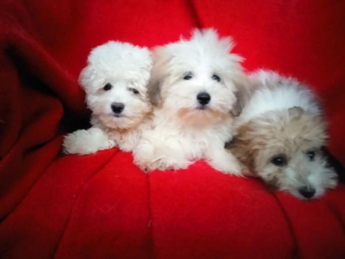 coton de tulear (tulearski pas) štenci besplatni mali oglasi