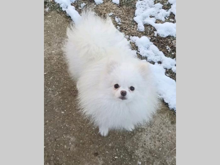pomeranac boo (kao medvedići) pomeranski špic besplatni mali oglasi