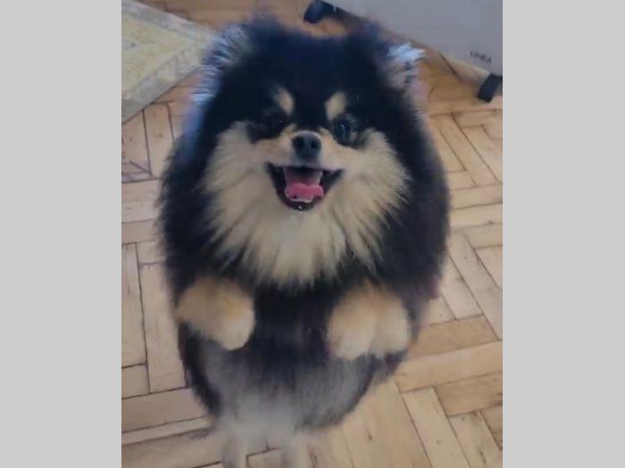 pomeranac boo (kao medvedići) pomeranski špic besplatni mali oglasi