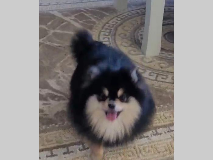 pomeranac boo (kao medvedići) pomeranski špic besplatni mali oglasi