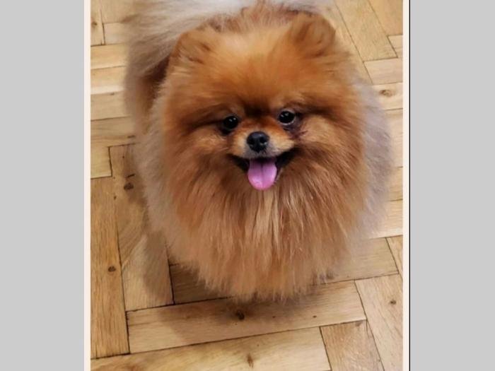 pomeranac boo (kao medvedići) pomeranski špic besplatni mali oglasi