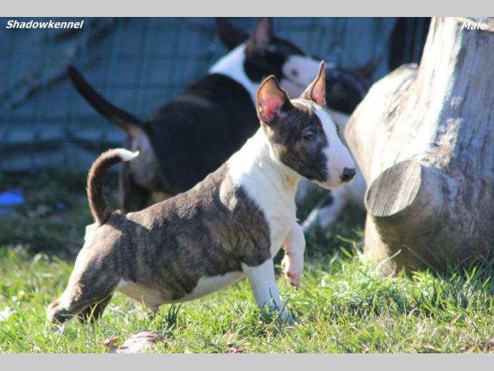 mini bull terijer prelepi štenci besplatni mali oglasi