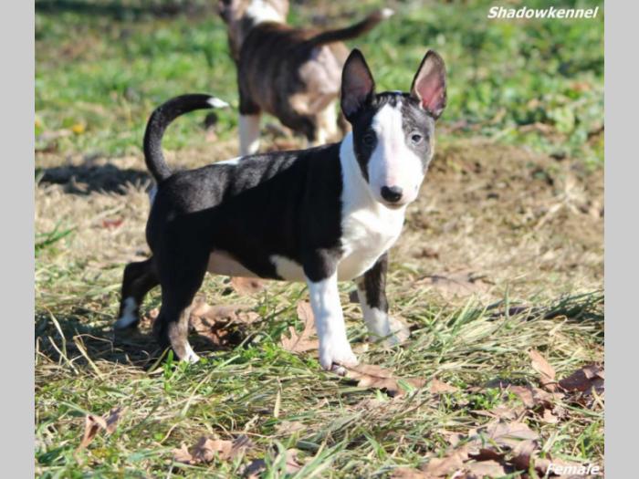 mini bull terijer prelepi štenci besplatni mali oglasi