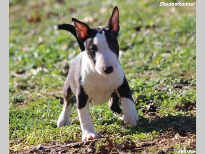 mini bull terijer prelepi štenci besplatni mali oglasi