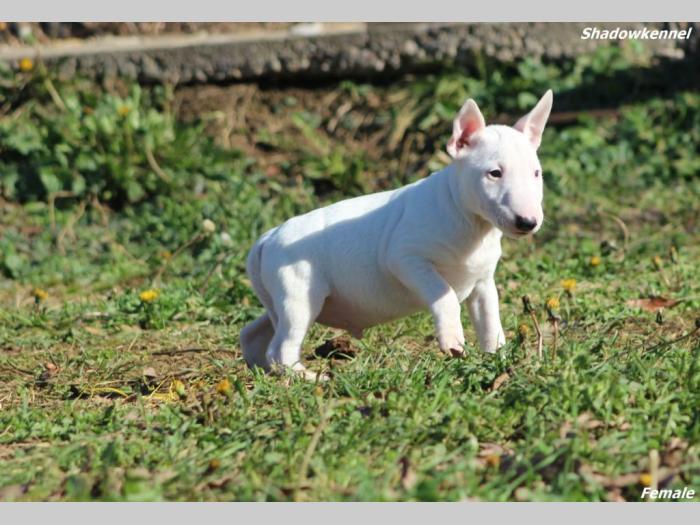 mini bull terijer prelepi štenci besplatni mali oglasi