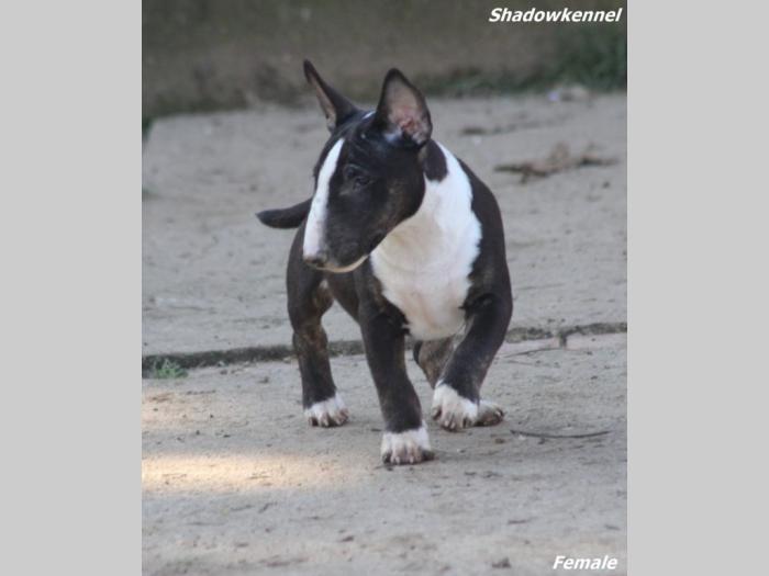 mini bull terijer prelepi štenci besplatni mali oglasi