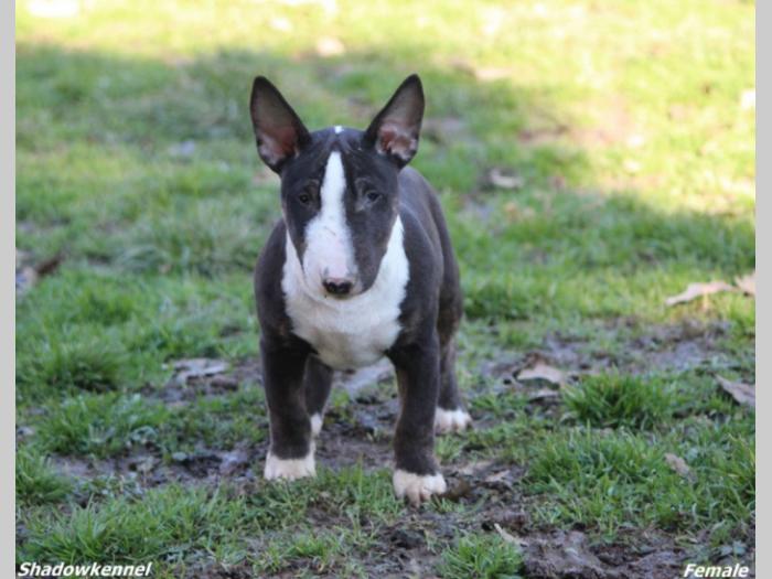 mini bull terijer prelepi štenci besplatni mali oglasi