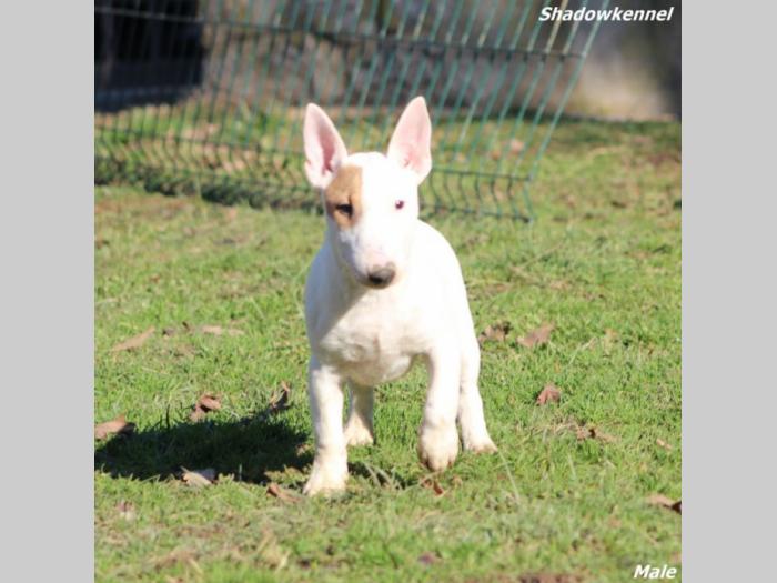 mini bull terijer prelepi štenci besplatni mali oglasi