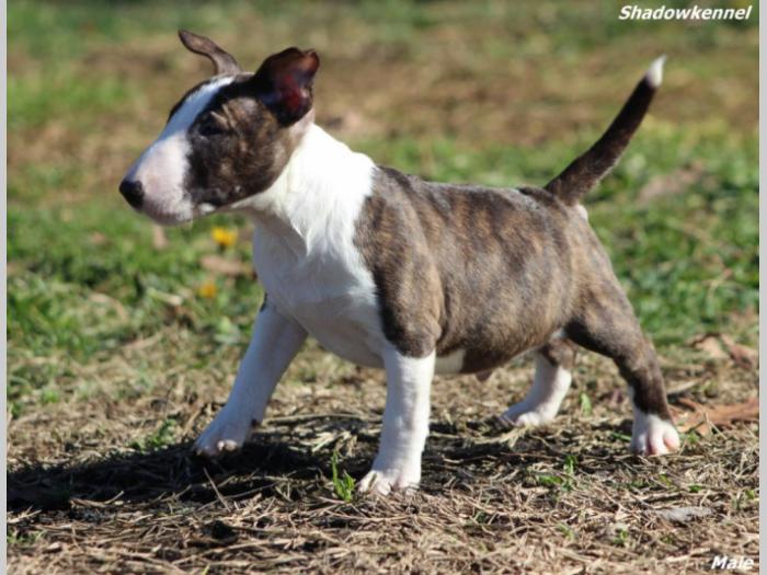 mini bull terijer prelepi štenci besplatni mali oglasi