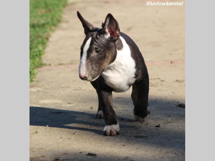 mini bull terijer prelepi štenci besplatni mali oglasi
